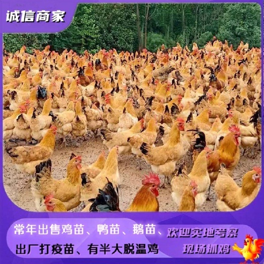衡阳出售青脚土鸡苗虫子鸡苗放养土鸡苗小鸡蛋鸡苗