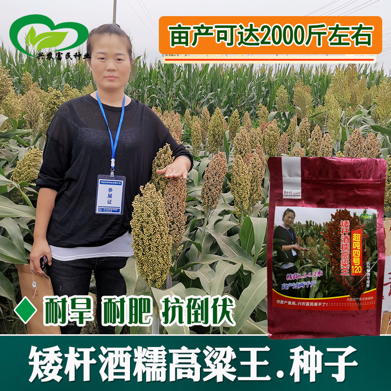 吨糯高粱四号120矮杆酒糯高粱种子 农田基地杂交酿酒糯高粱籽
