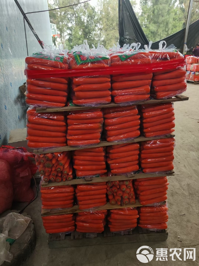 红萝卜产地直发【电商】市场、商超长期供应。