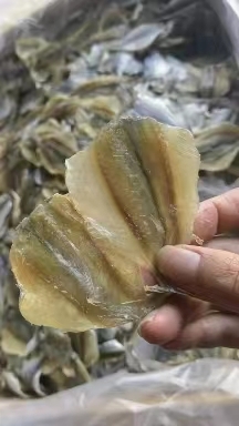 长沙黄线鱼，多味鱼，玫瑰鱼
