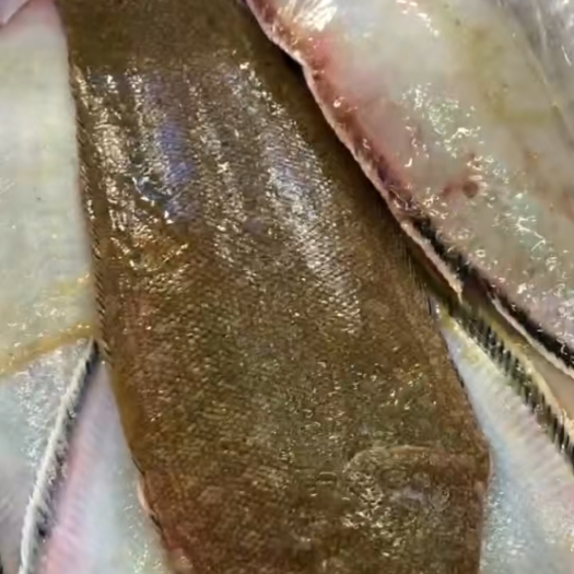 北海龙利鱼、舌头鱼 、海鱼近海一晚货、肉质细皮嫩肉、半斤一条规格