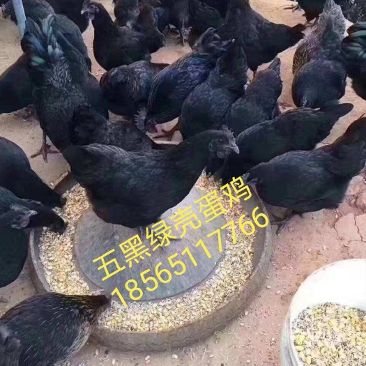 广州五黑鸡苗
