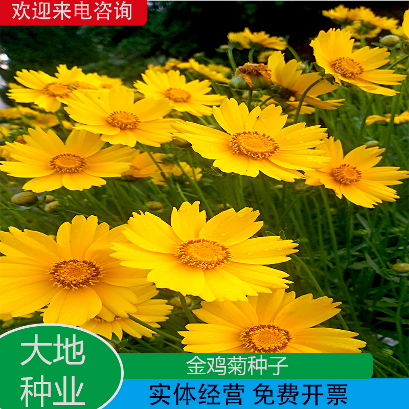 灌云县大花金鸡菊种子  多年生宿根纯黄色菊花种籽 四季播种耐旱耐