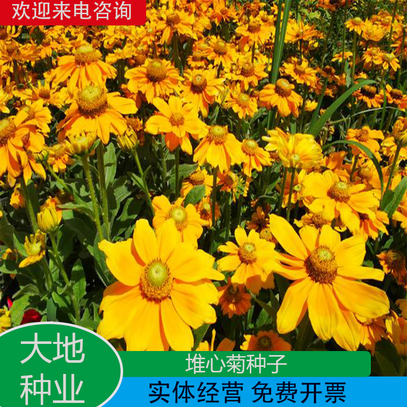 灌云县堆心菊种子花卉庭院阳台盆栽园艺绿植四季易种植的花籽花海