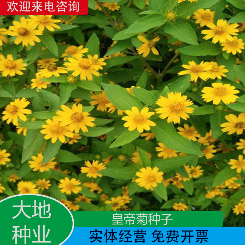 灌云县皇帝菊种子，黄帝菊多花繁茂花期长矮生花卉景观绿化花海种子花卉