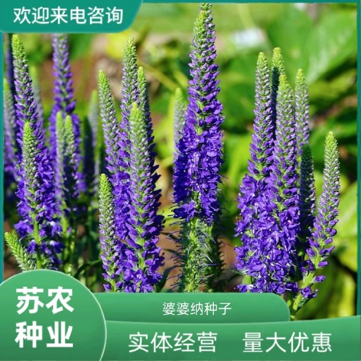 沭阳县婆婆纳种子 耐寒花籽 四季易播园林绿化景观花海花种子