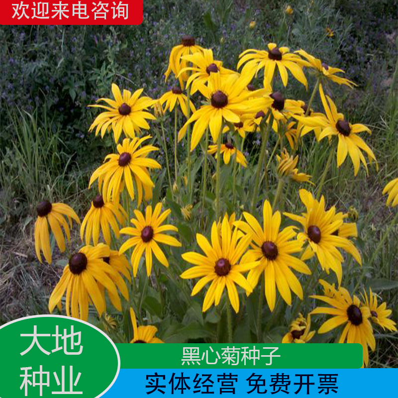 灌云县黑心菊种子宿根多年生景观工程园林绿化耐旱春播草花种子花期长