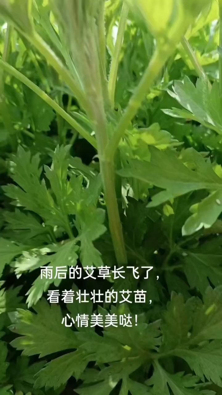 艾草苗  一条龙服务