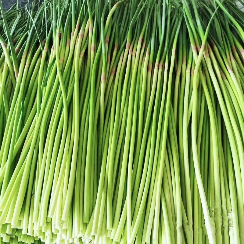 红帽蒜苔 新鲜 大量