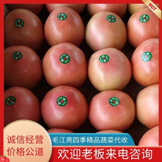 滑县精品硬粉西红柿 产地直销 现摘现发大量供应全国发货