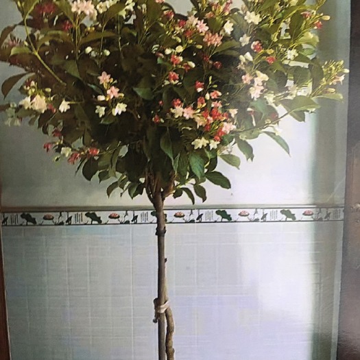 西安五彩锦带花树