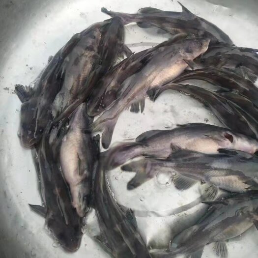 重庆市叉尾鱼苗