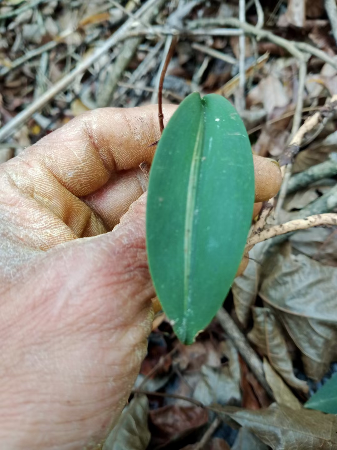 兔耳兰叶艺盆栽观赏绿植花卉收藏兴趣爱好