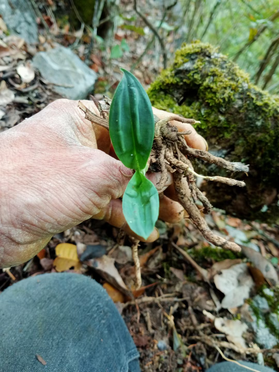 兔耳兰叶艺盆栽观赏绿植花卉收藏兴趣爱好