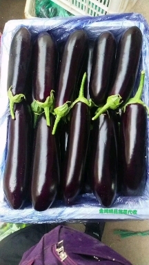 博爱县黑长茄，精品暖棚黑长茄，视频看货，线上保障交通