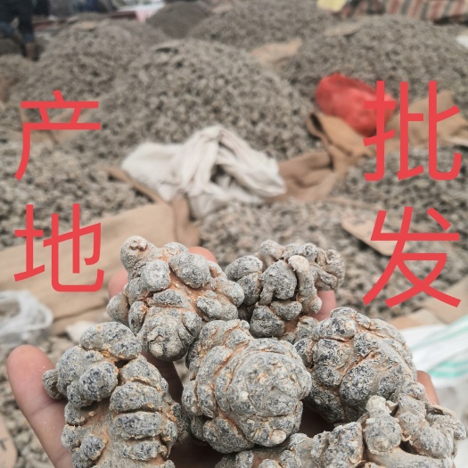 云南文山三七10头20头30头40头田七产地直销可免费打三七