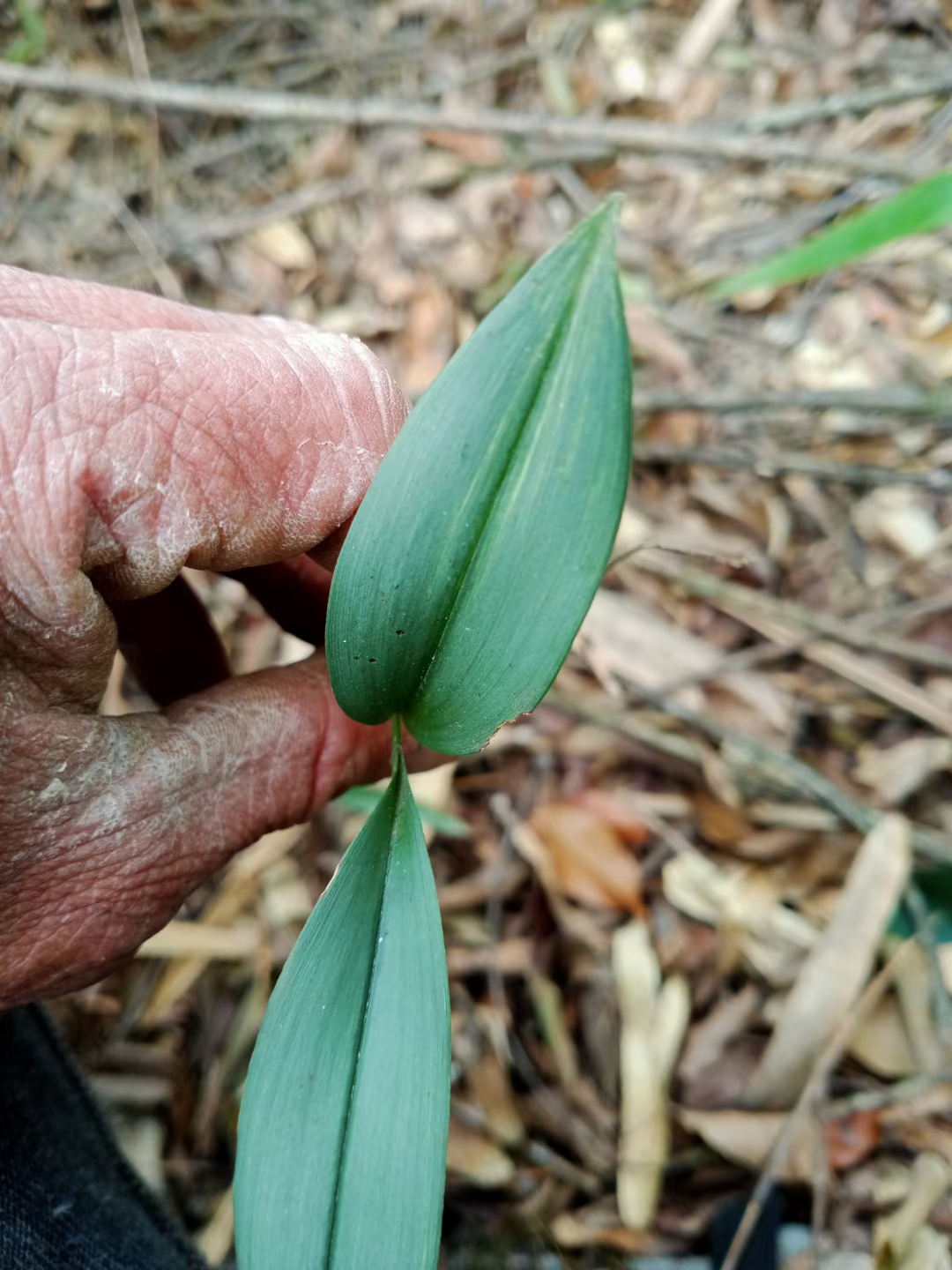 兔耳兰叶艺盆栽观赏绿植花卉收藏兴趣爱好