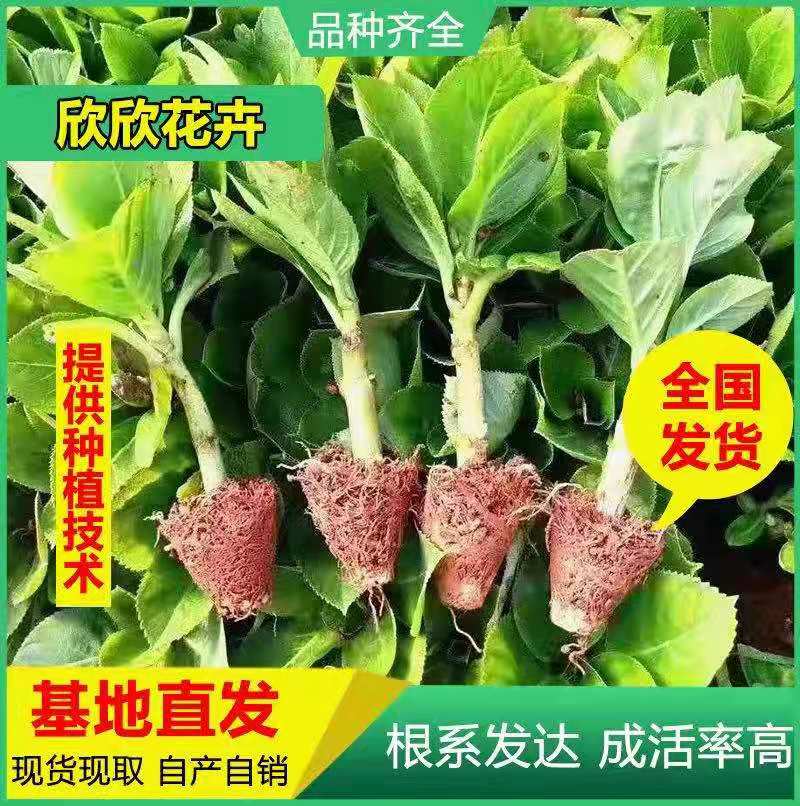 云南昆明无尽夏绣球种苗/八仙花/四季开花/室内阳台盆栽植物花