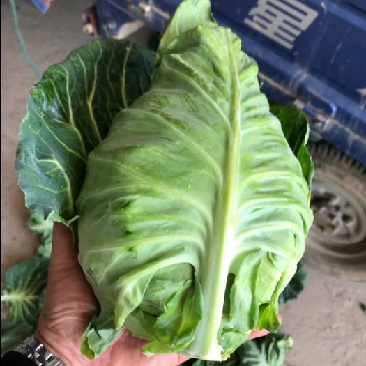 枝江市湖北牛心甘蓝  尖包菜，鸡心白