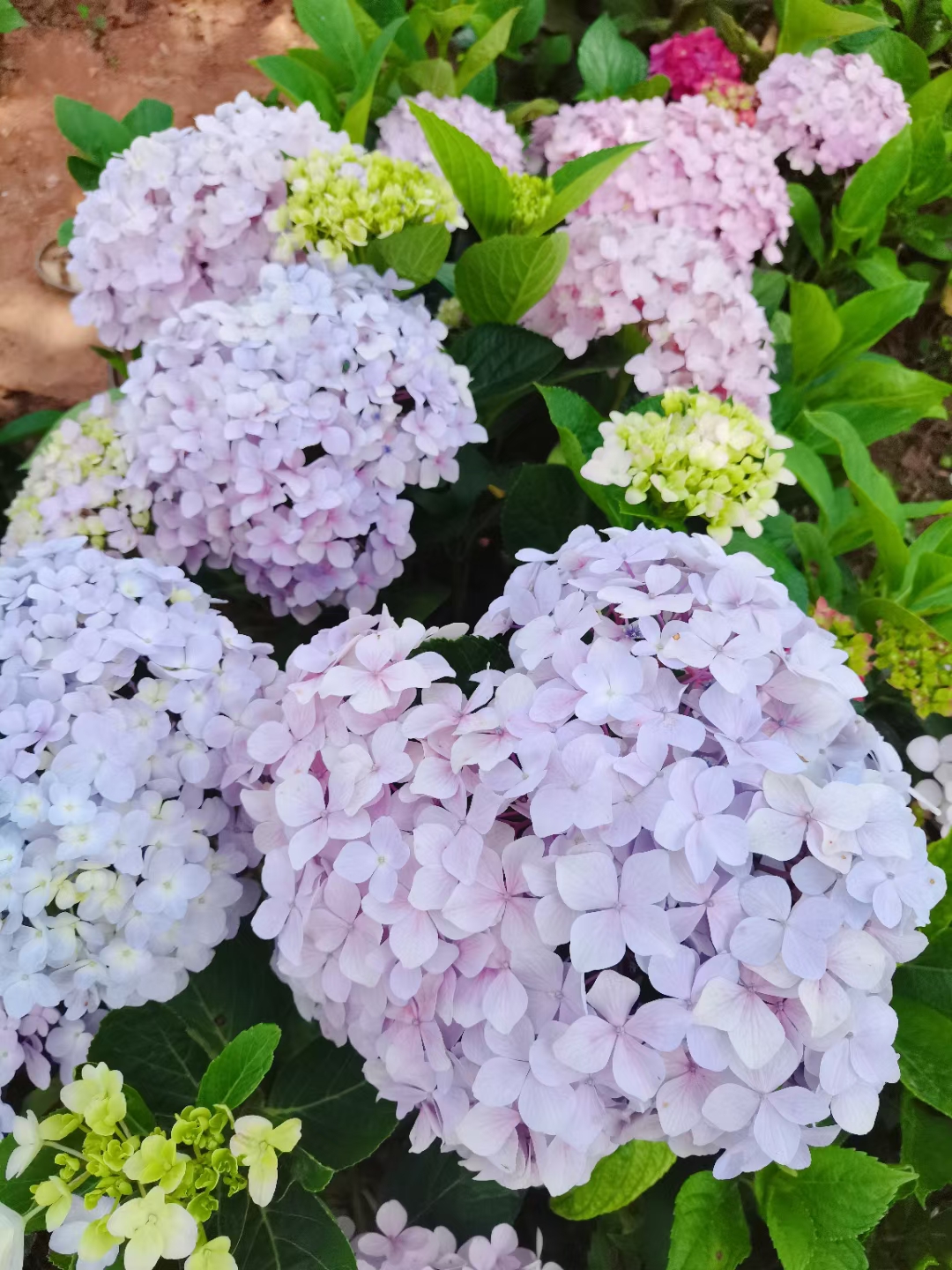 云南昆明无尽夏绣球种苗/八仙花/四季开花/室内阳台盆栽植物花