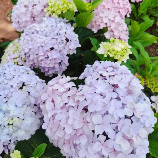 昆明云南昆明无尽夏绣球种苗/八仙花/四季开花/室内阳台盆栽植物花