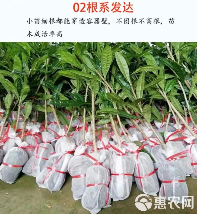 无纺布育苗袋营养袋批发营养钵可降解种植袋一次性花盆育苗杯