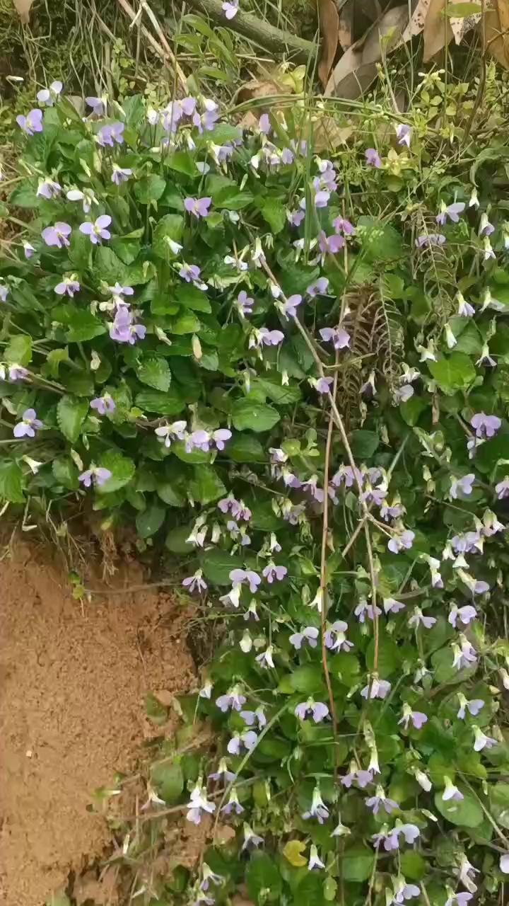 車前草 中藥白菜