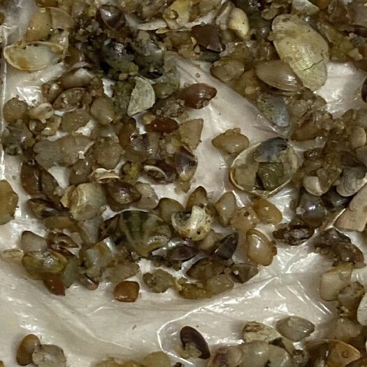 遂溪县花甲螺苗一斤一万粒