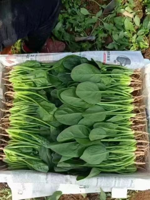 邯郸菠菜 长年供应 保质保量 欢迎各地老板前来咨询