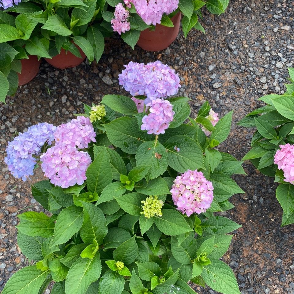 云南昆明无尽夏绣球种苗/八仙花/四季开花/室内阳台盆栽植物花