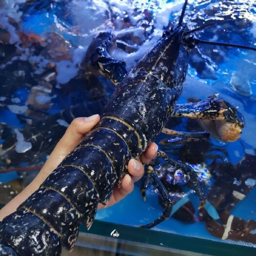 鲜活法国布洛塔尼蓝龙虾1.5斤/只海鲜蓝龙大龙刺身大龙虾