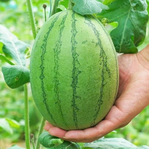 砀山县精品2k牛奶小西瓜大量上市，质量好，价格低，货源充足，皮薄