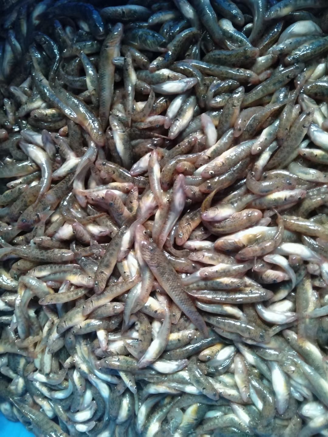 昭平县山坑鱼，小黄鱼，山根鱼