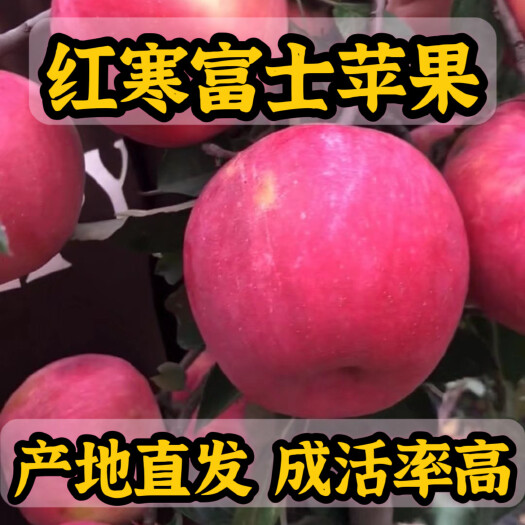 寒富苹果苗 产地直发 根系发达 成活率高 死苗补发 提供技术