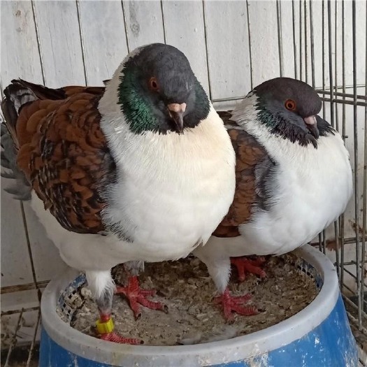 济南大体型元宝鸽子观赏圆环鸽活体成年一对元宝种鸽