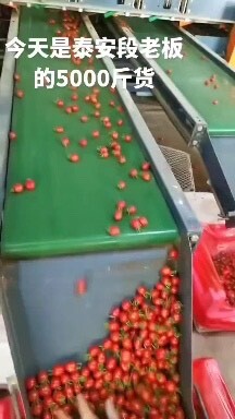 济南大量现货供应，小番茄贝贝千禧，