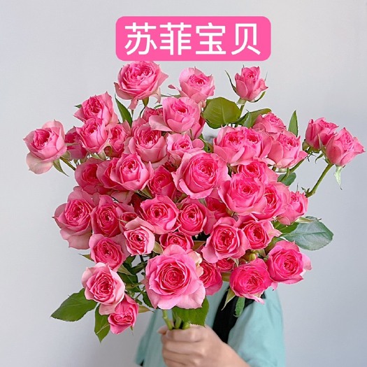 昆明基地直供【苏菲宝贝】多头玫瑰苗盆栽绿植花卉种苗扦插苗四季开花