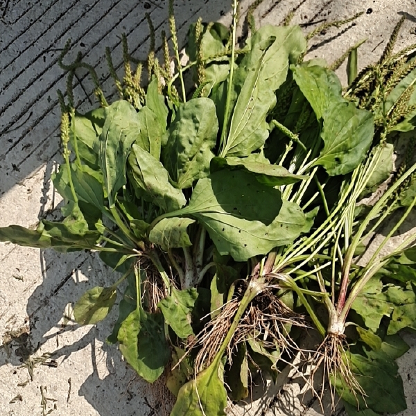 车前草多少钱斤(车前草多少钱一公斤)