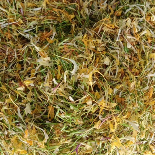玉林中药材金银花