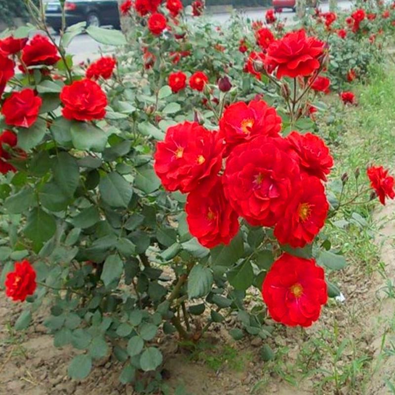 紅色系大花月季/紅帽月季/四季開(kāi)花庭院花卉/陽(yáng)臺(tái)綠植庭院花卉