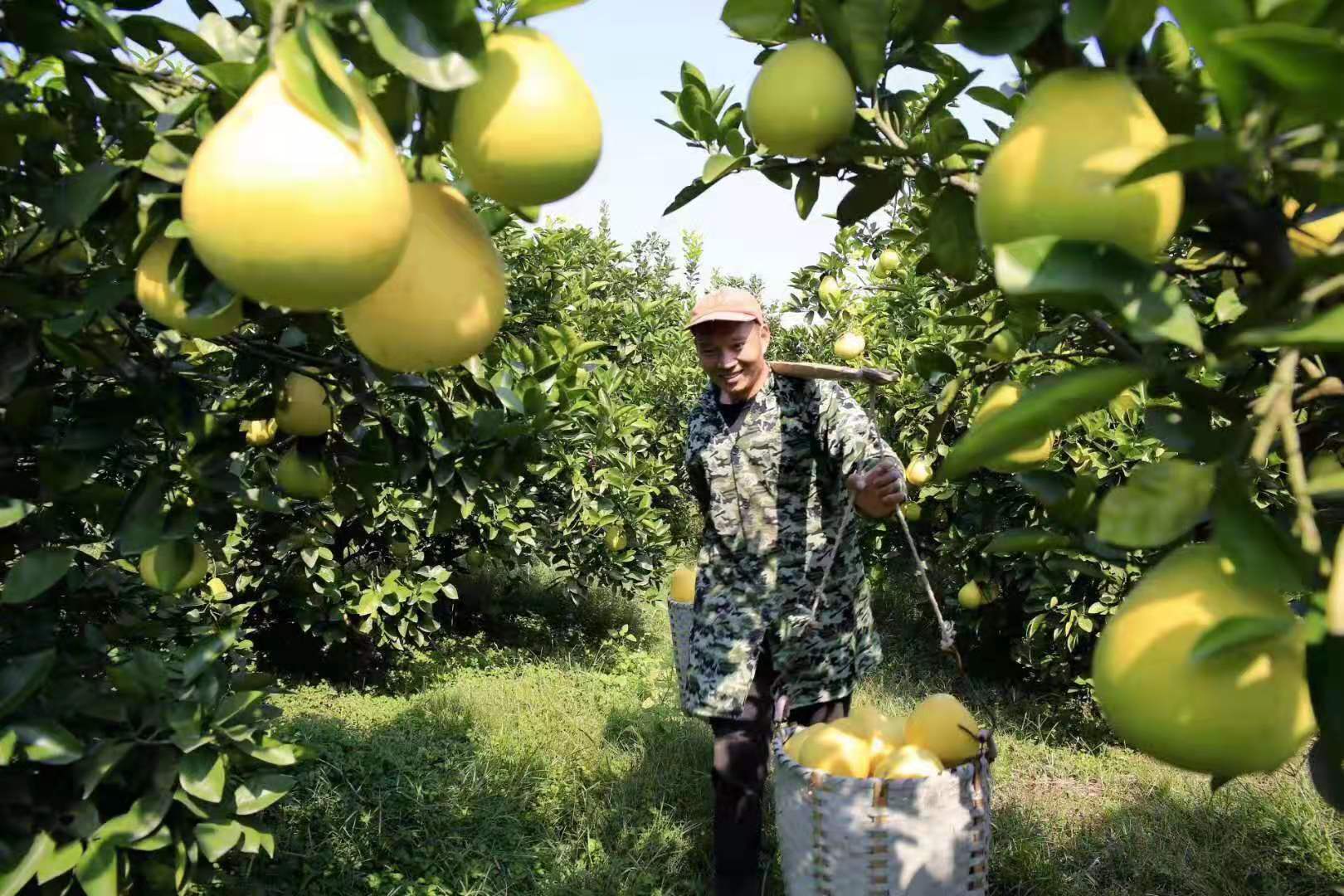 黄金蜜柚苗 黄金柚苗批发