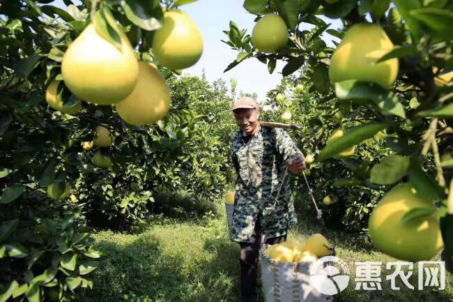 黄金蜜柚苗 黄金柚苗批发