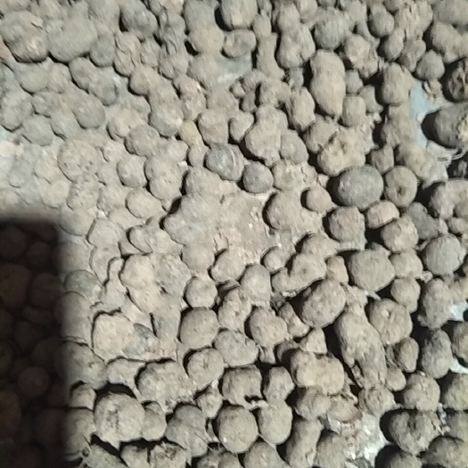雷丸，自家竹林，自然生长，数量少，自家用不上，需要的朋友优惠