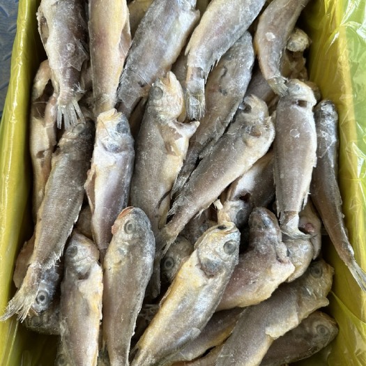 济南单冻小黄花鱼，去内脏，7斤一件