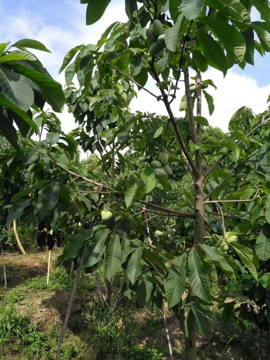 青蕉蜜果苗 青蕉果苗 香香蕉苗