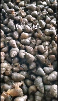 监利市石螺批发，优质大炮头，普石