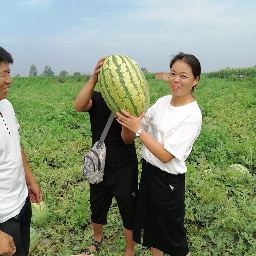 新疆西瓜代办 昌吉西瓜代代办 西瓜包熟包甜
