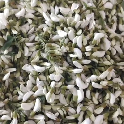 鲁山县鲜槐花