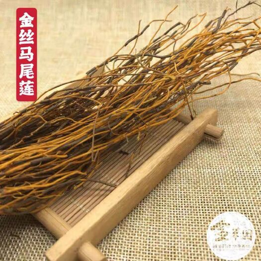 亳州马尾莲马尾连马尾黄连金丝马尾莲唐松草金丝黄连包邮