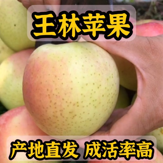王林苹果苗 产地直发 根系发达 成活率高 死苗补发提供技术